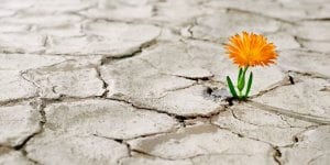 A blooming flower on a dying land image